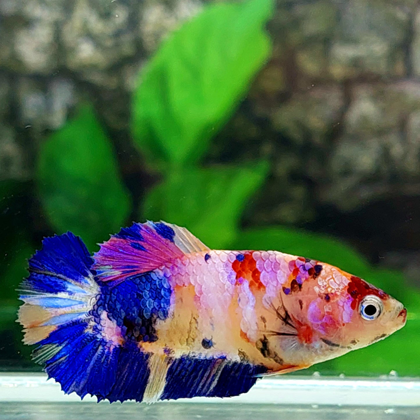 Multicolor Pink Purple Galaxy HMPK Female For Sorority Tank/Breed