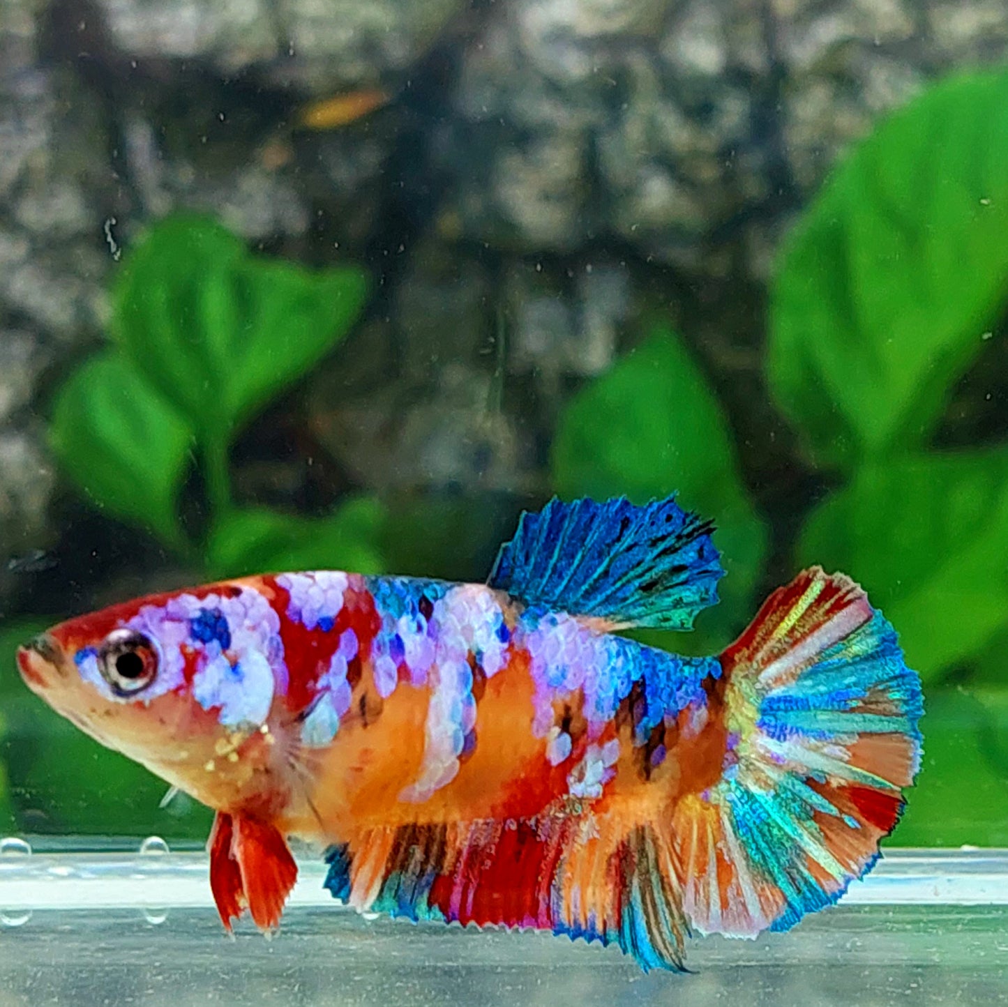 Multicolor Galaxy HMPK Female For Sorority Tank/Breed