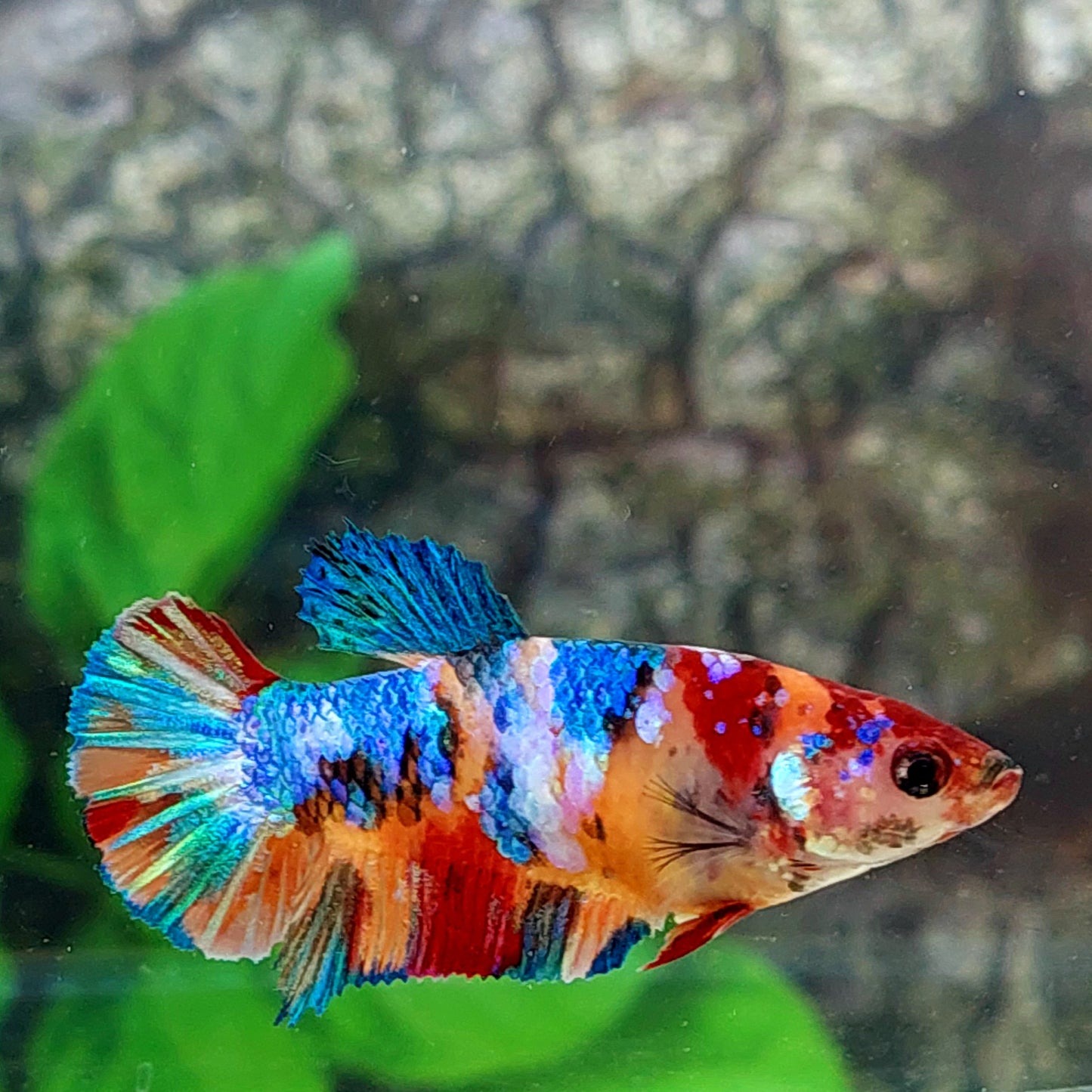 Multicolor Galaxy HMPK Female For Sorority Tank/Breed