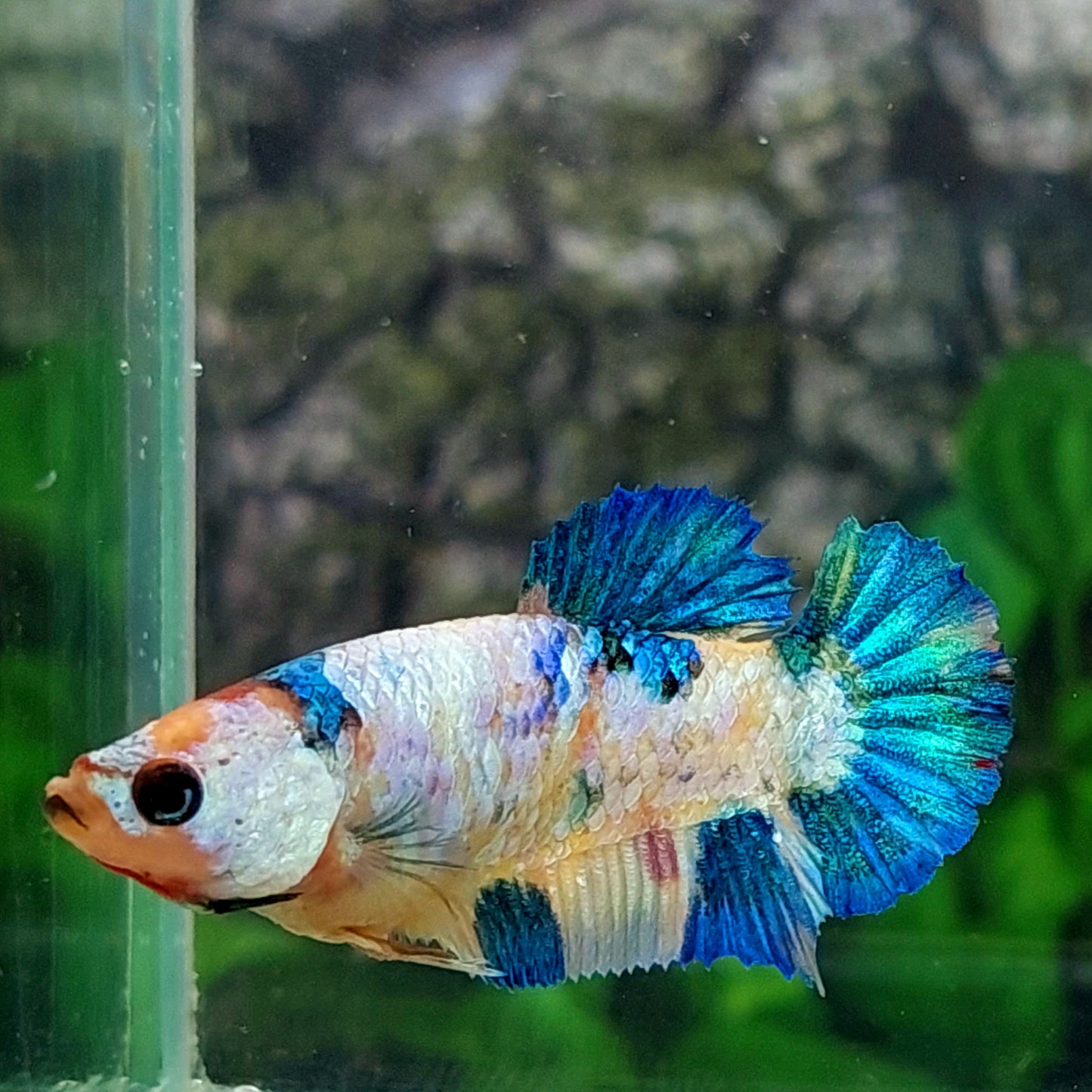 Multicolor HMPK Female For Sorority Tank/Breed