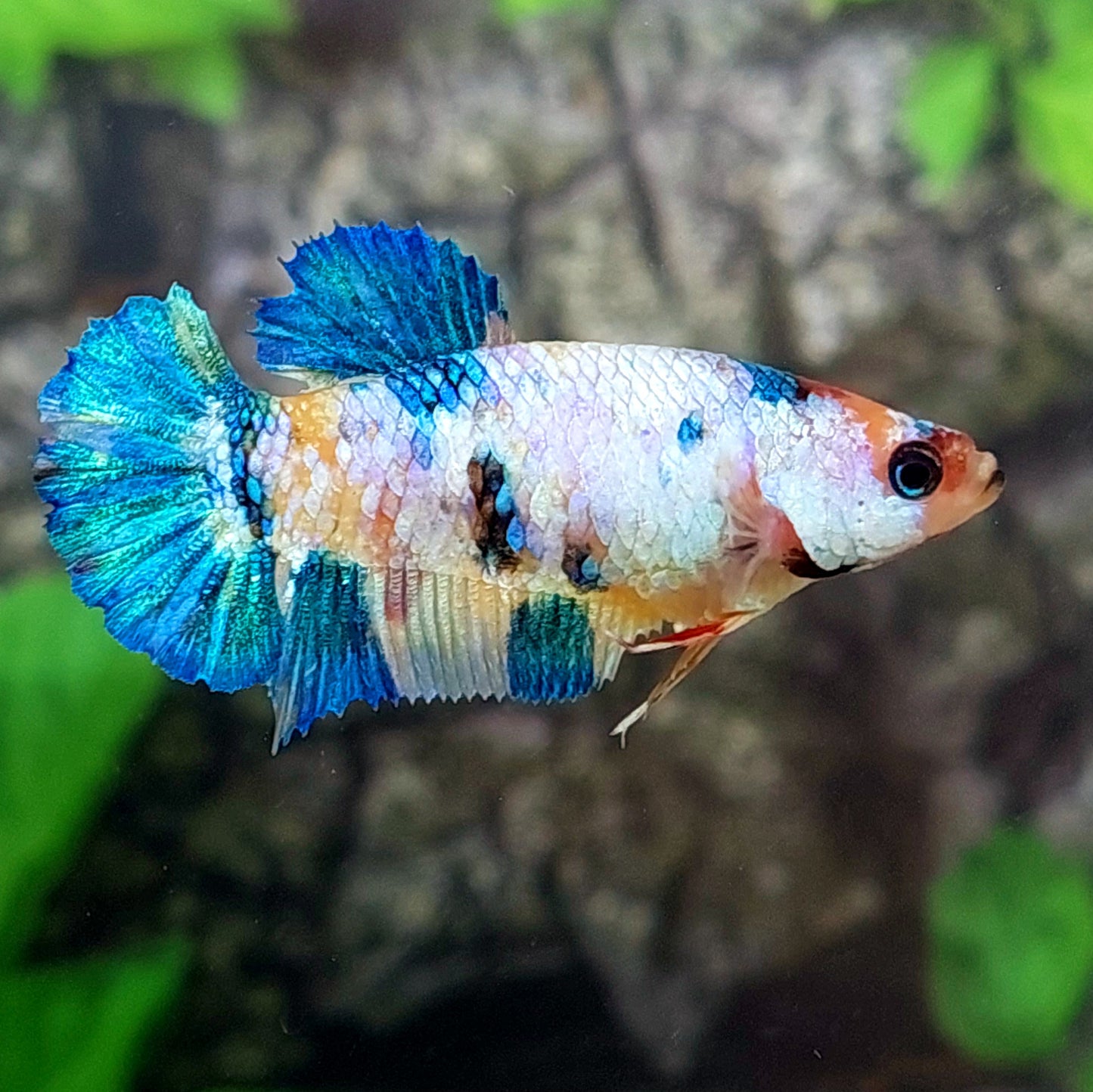 Multicolor HMPK Female For Sorority Tank/Breed