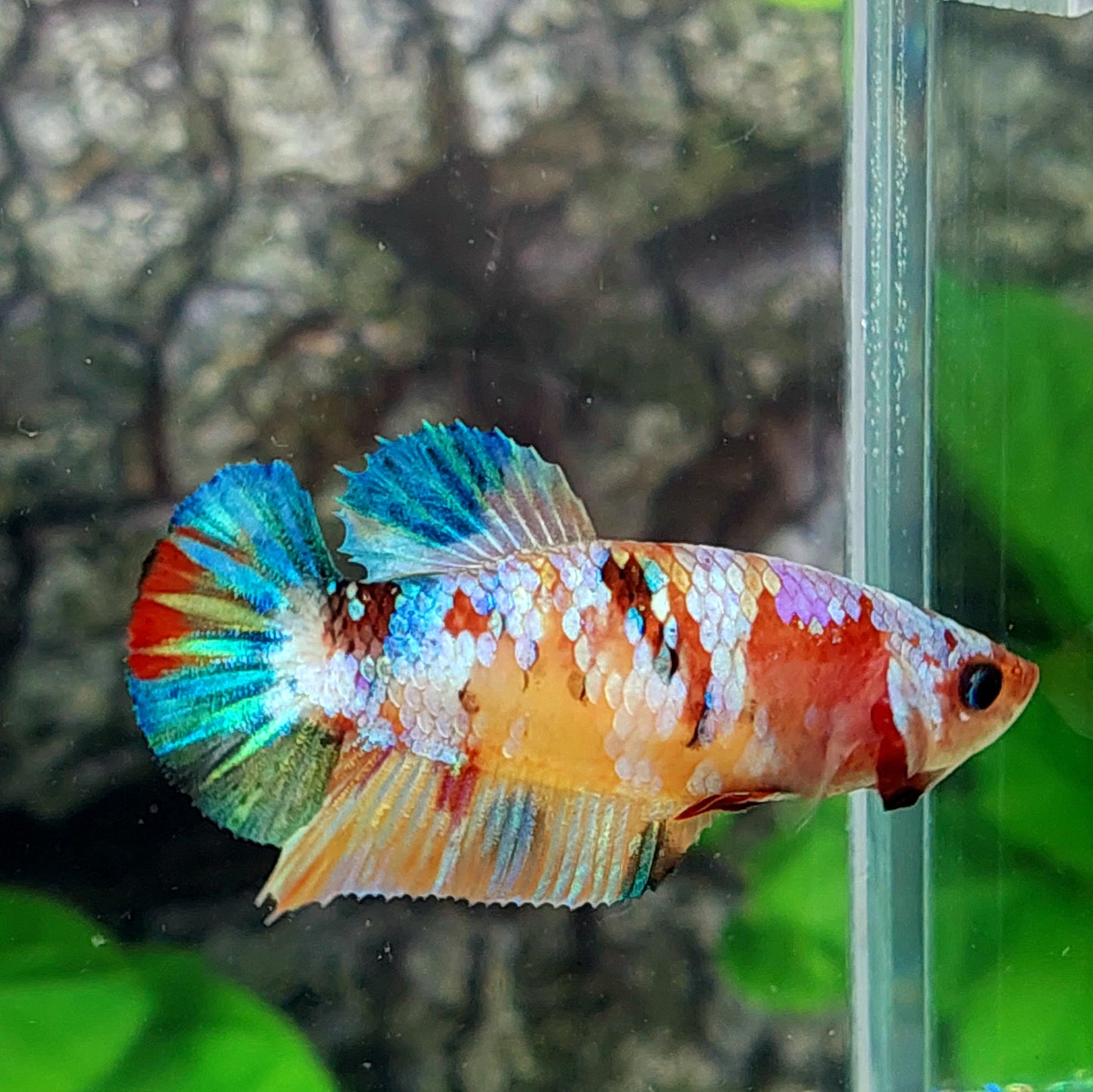 Multicolor Galaxy HMPK Female For Sorority Tank/Breed