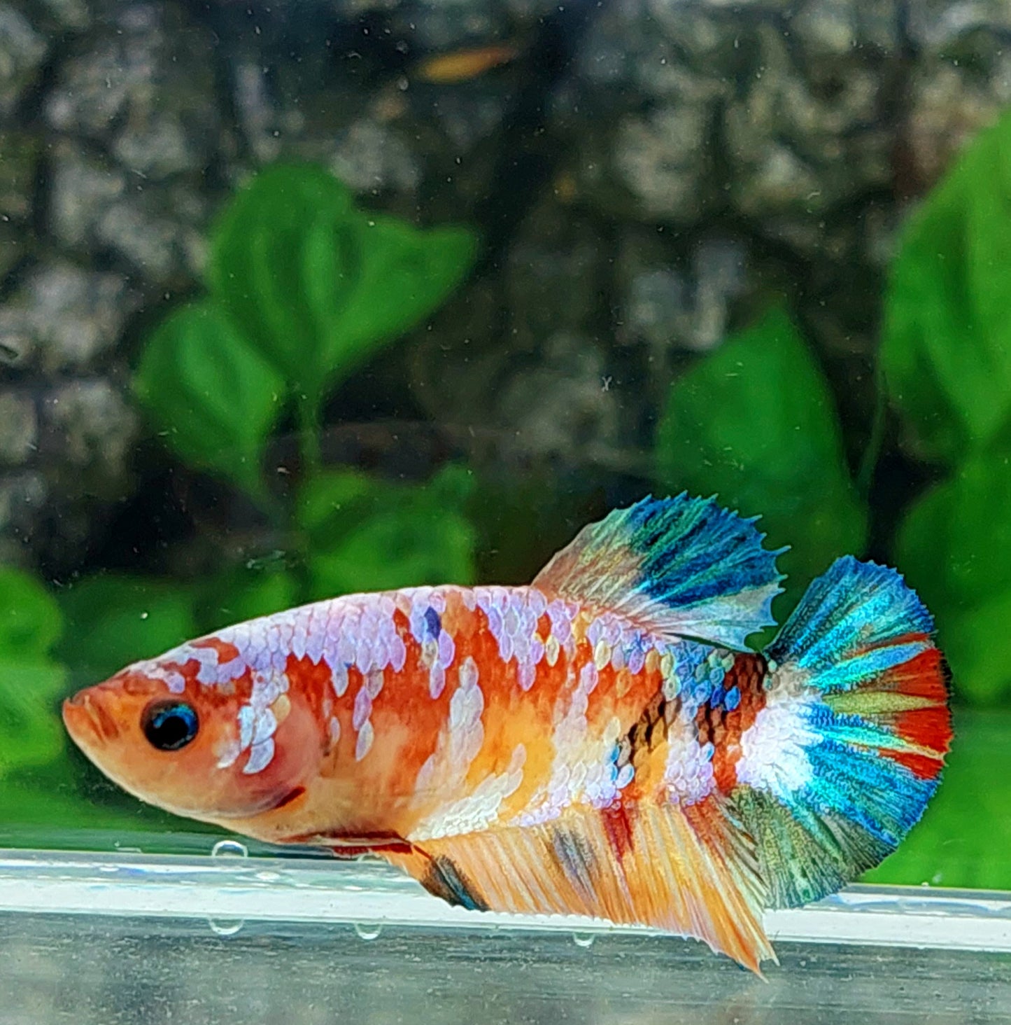 Multicolor Galaxy HMPK Female For Sorority Tank/Breed