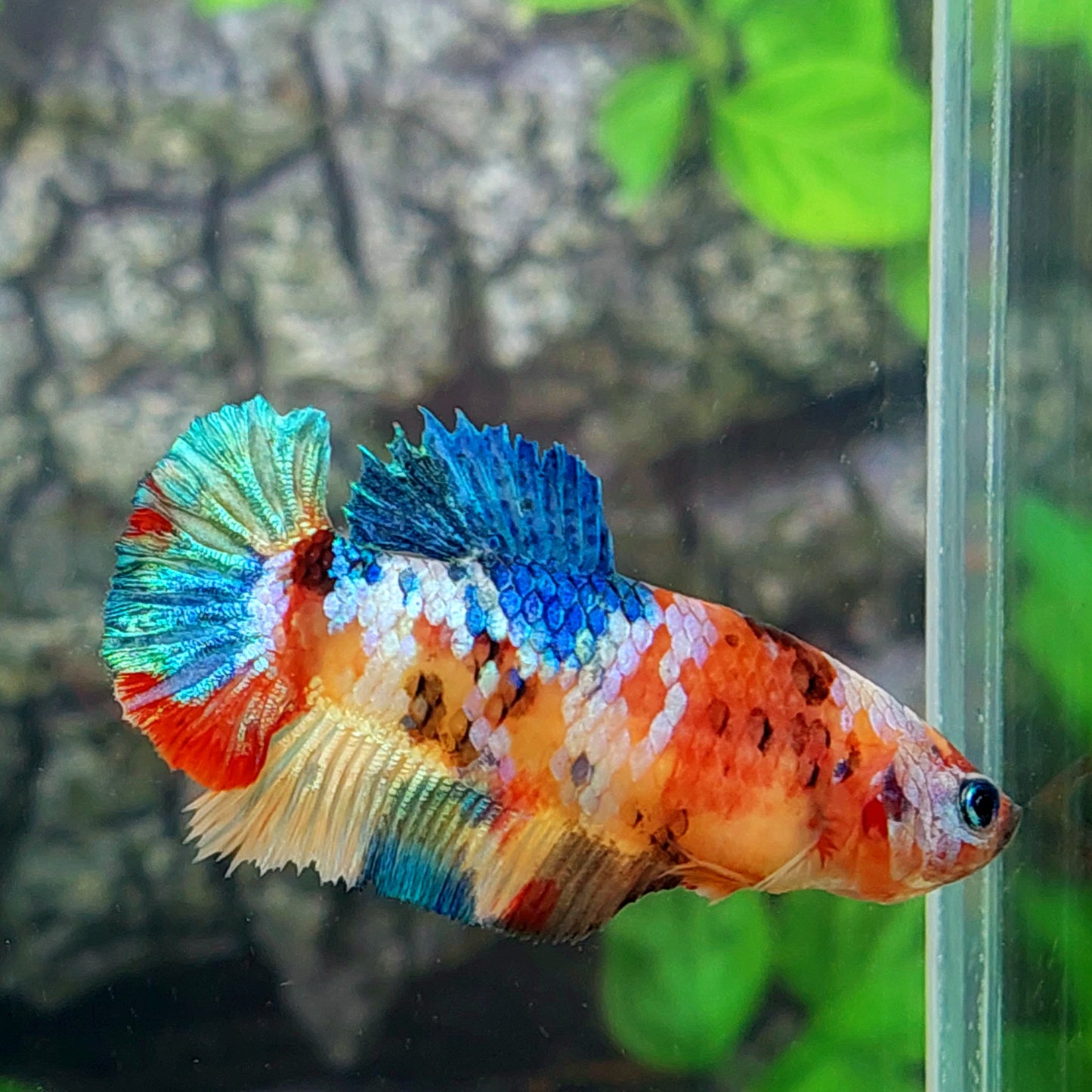 Multicolor Galaxy HMPK Female For Sorority Tank/Breed