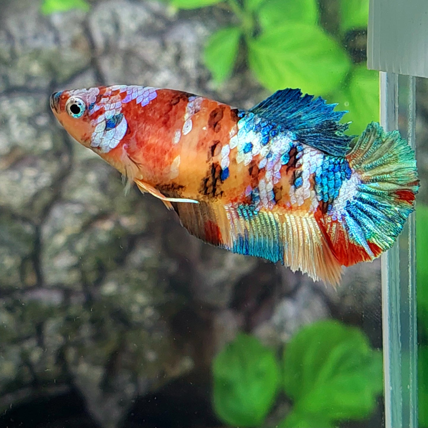 Multicolor Galaxy HMPK Female For Sorority Tank/Breed