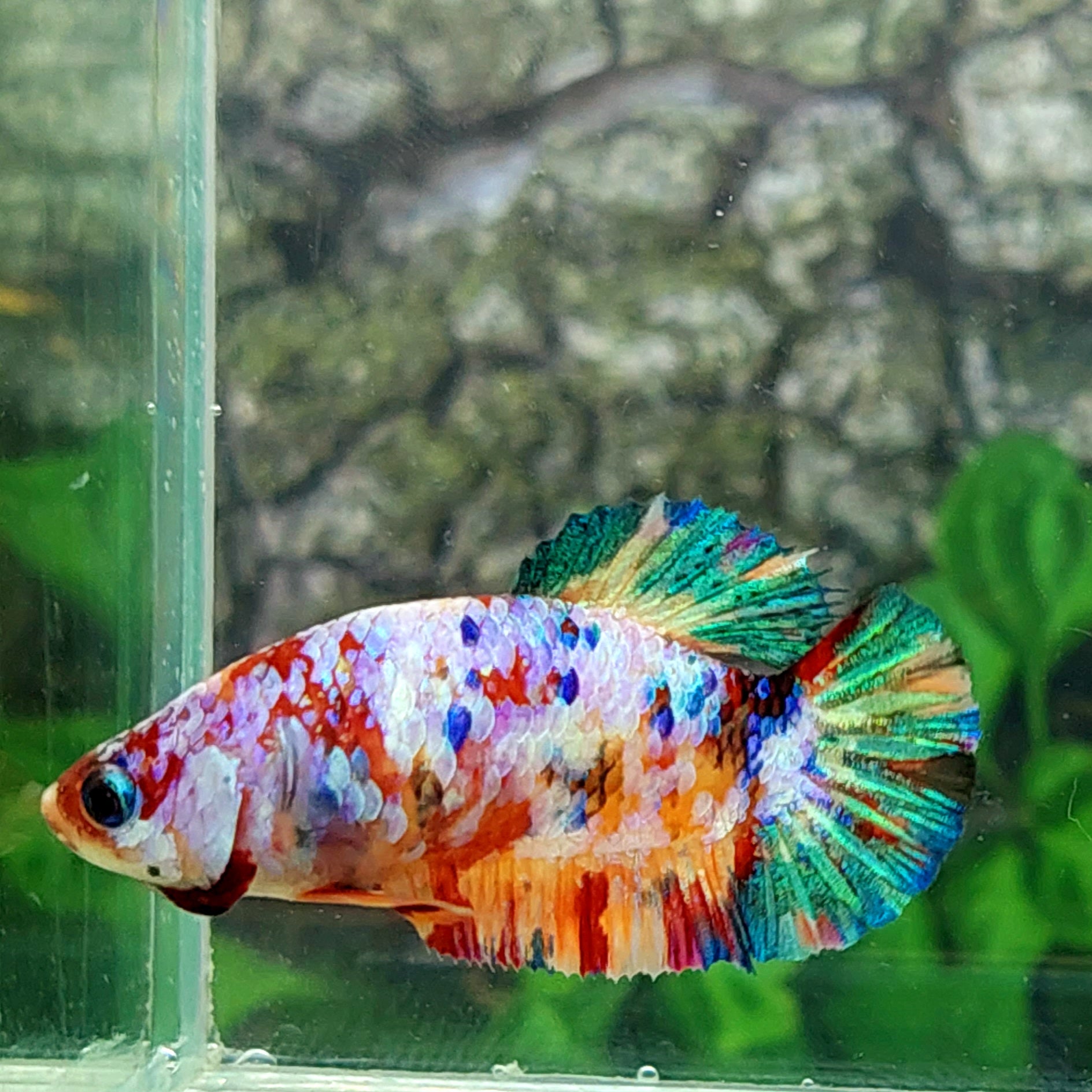 Multicolor Galaxy HMPK Female For Sorority Tank/Breed