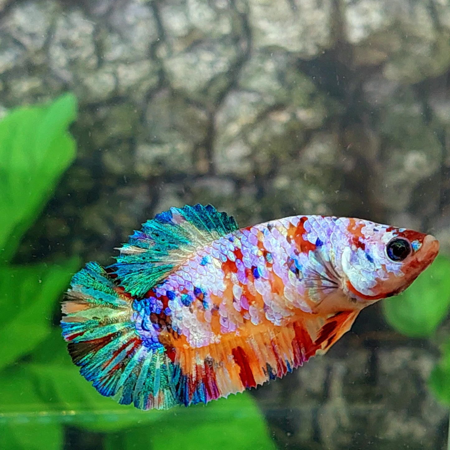 Multicolor Galaxy HMPK Female For Sorority Tank/Breed