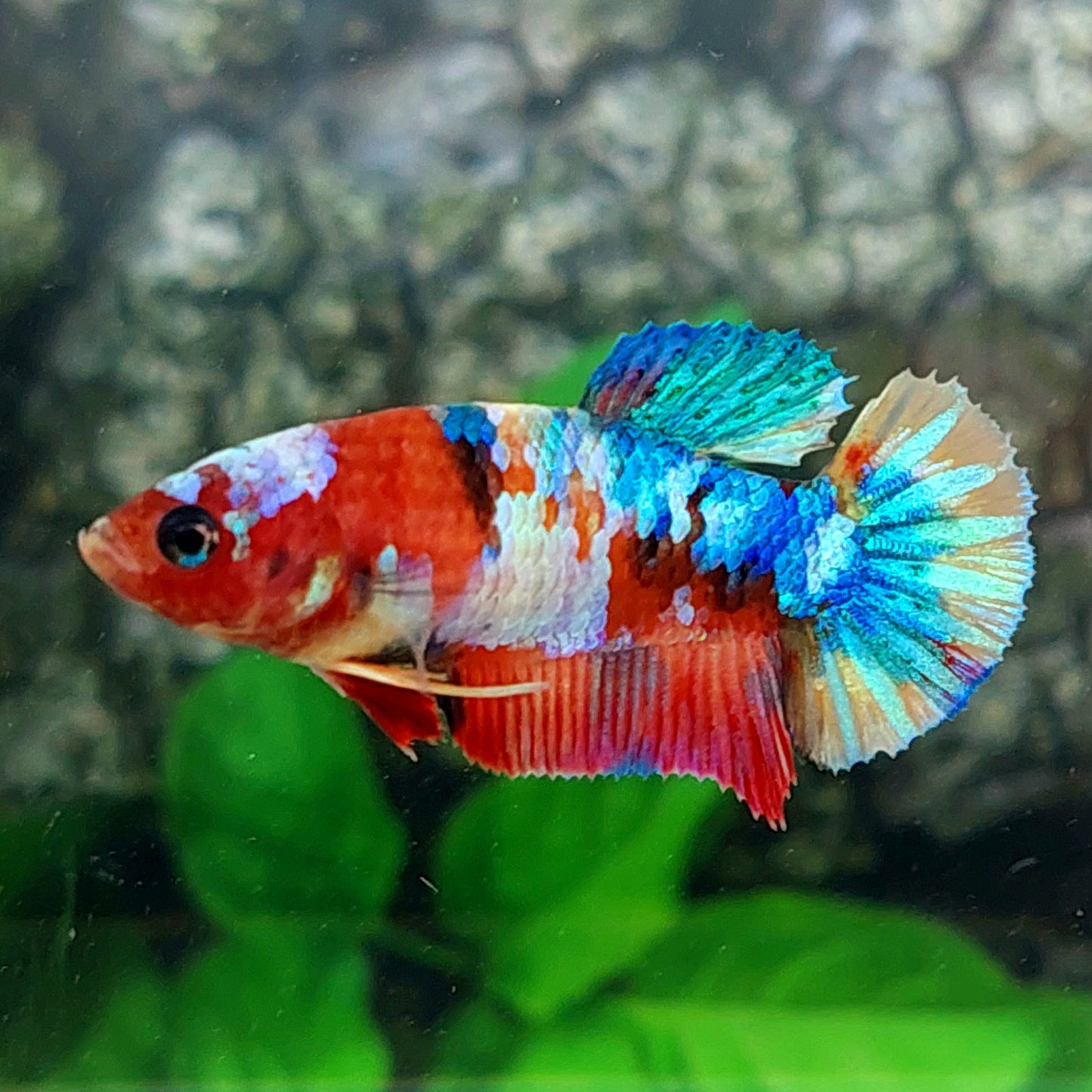 Multicolor Koi Galaxy HMPK Female For Sorority Tank/Breed