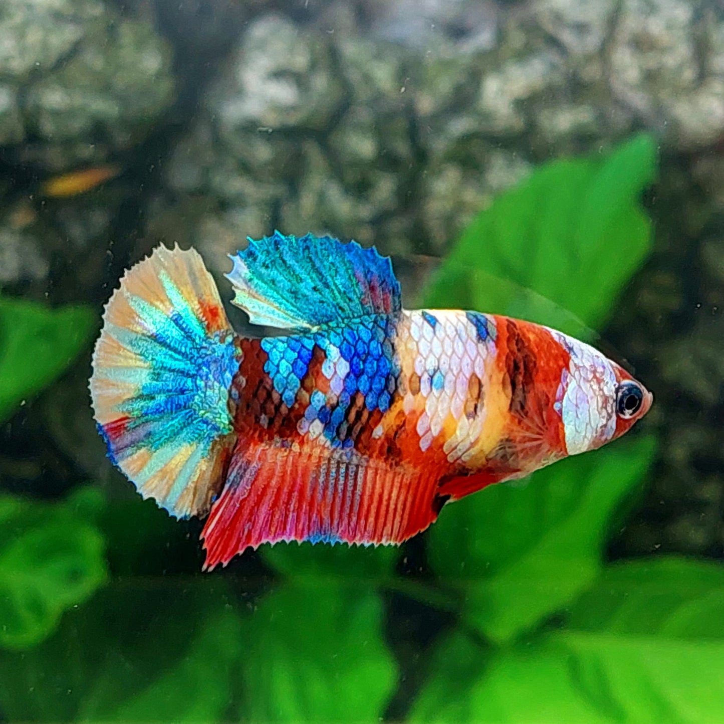 Multicolor Koi Galaxy HMPK Female For Sorority Tank/Breed