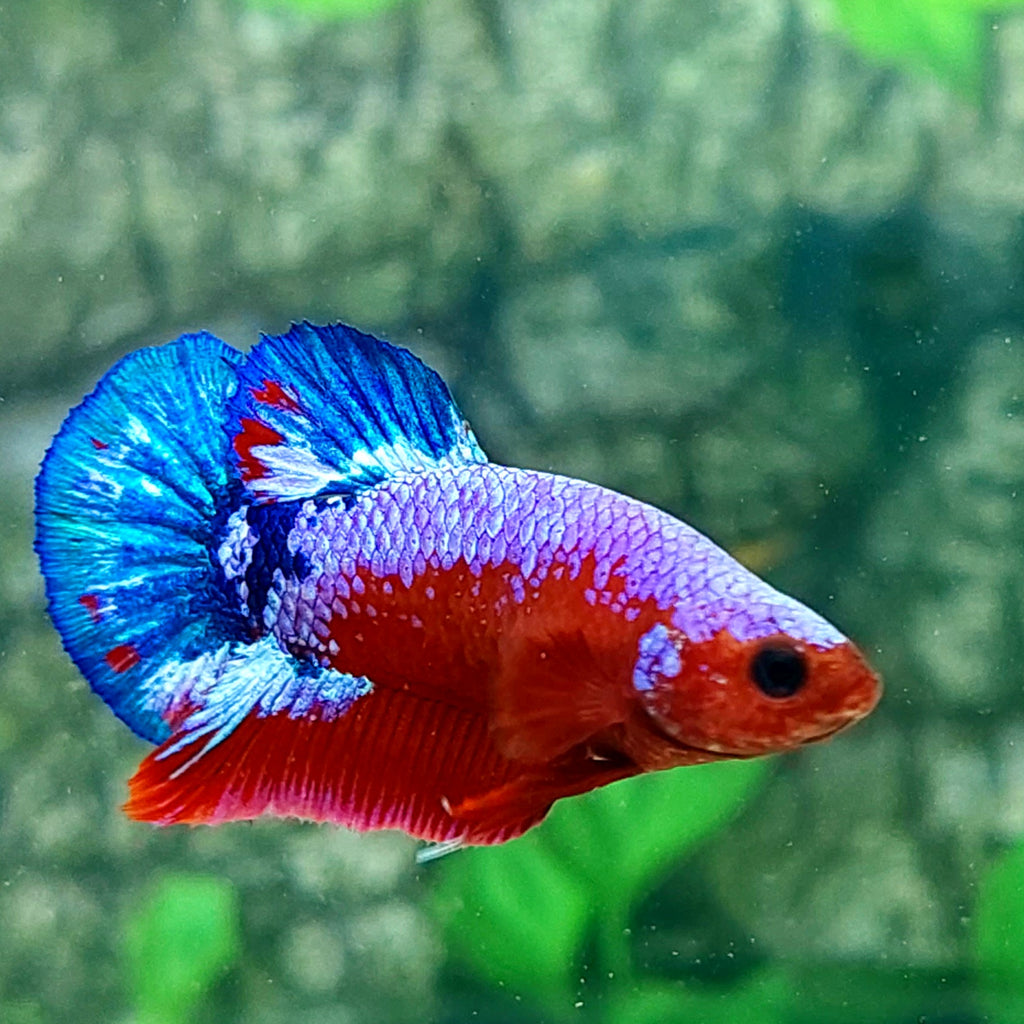 Hellboy Pink Samurai HMPK Female For Sorority Tank/Breed