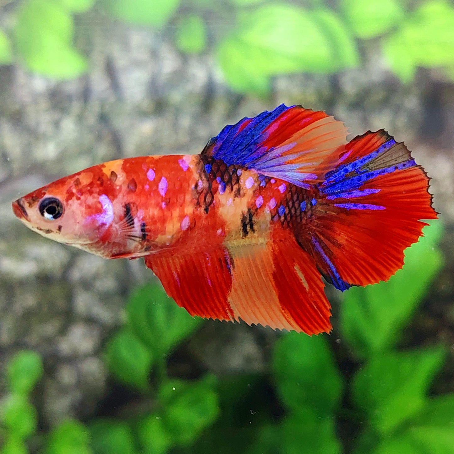 Multicolor Galaxy Halfmoon Female For Sorority Tank/Breed