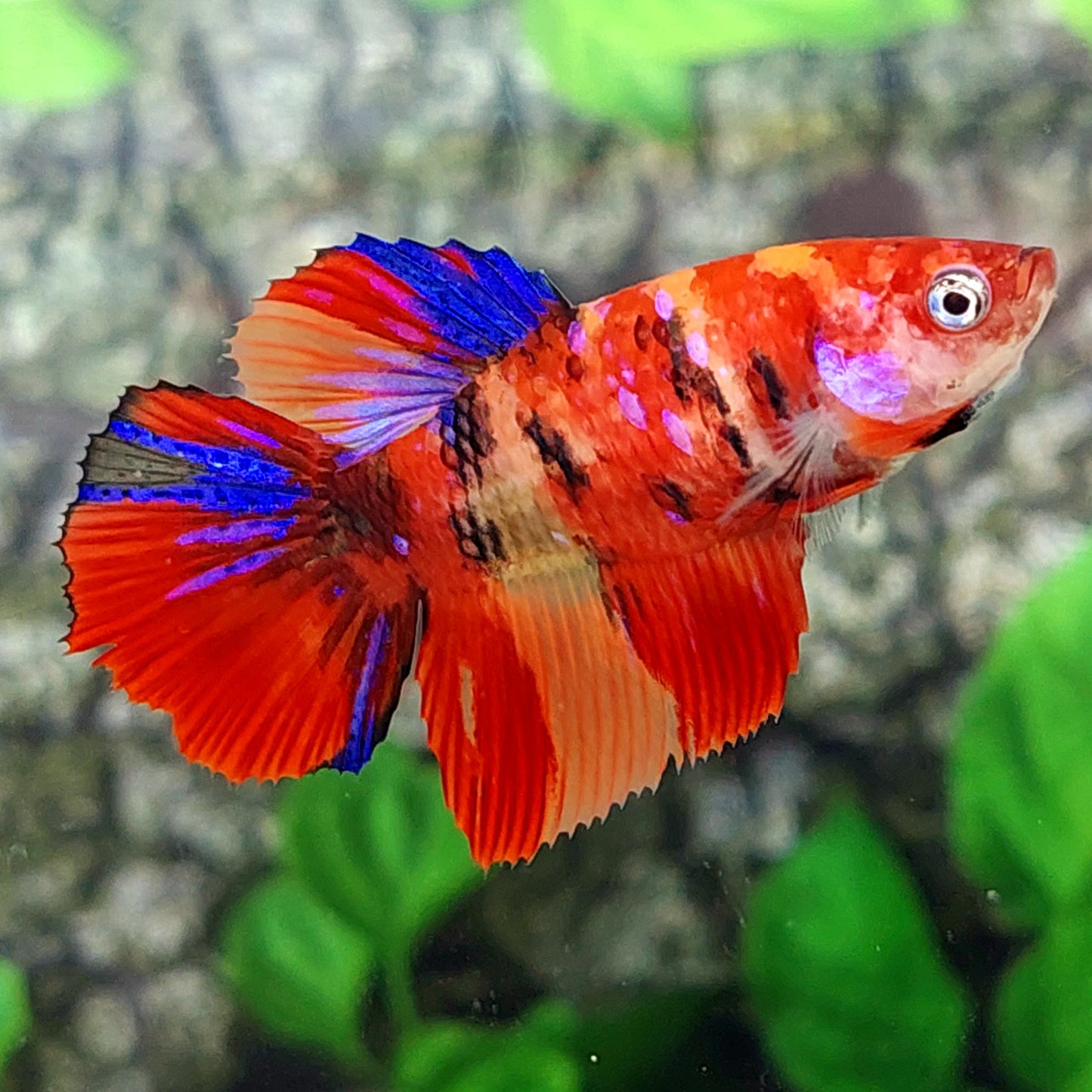 Multicolor Galaxy Halfmoon Female For Sorority Tank/Breed