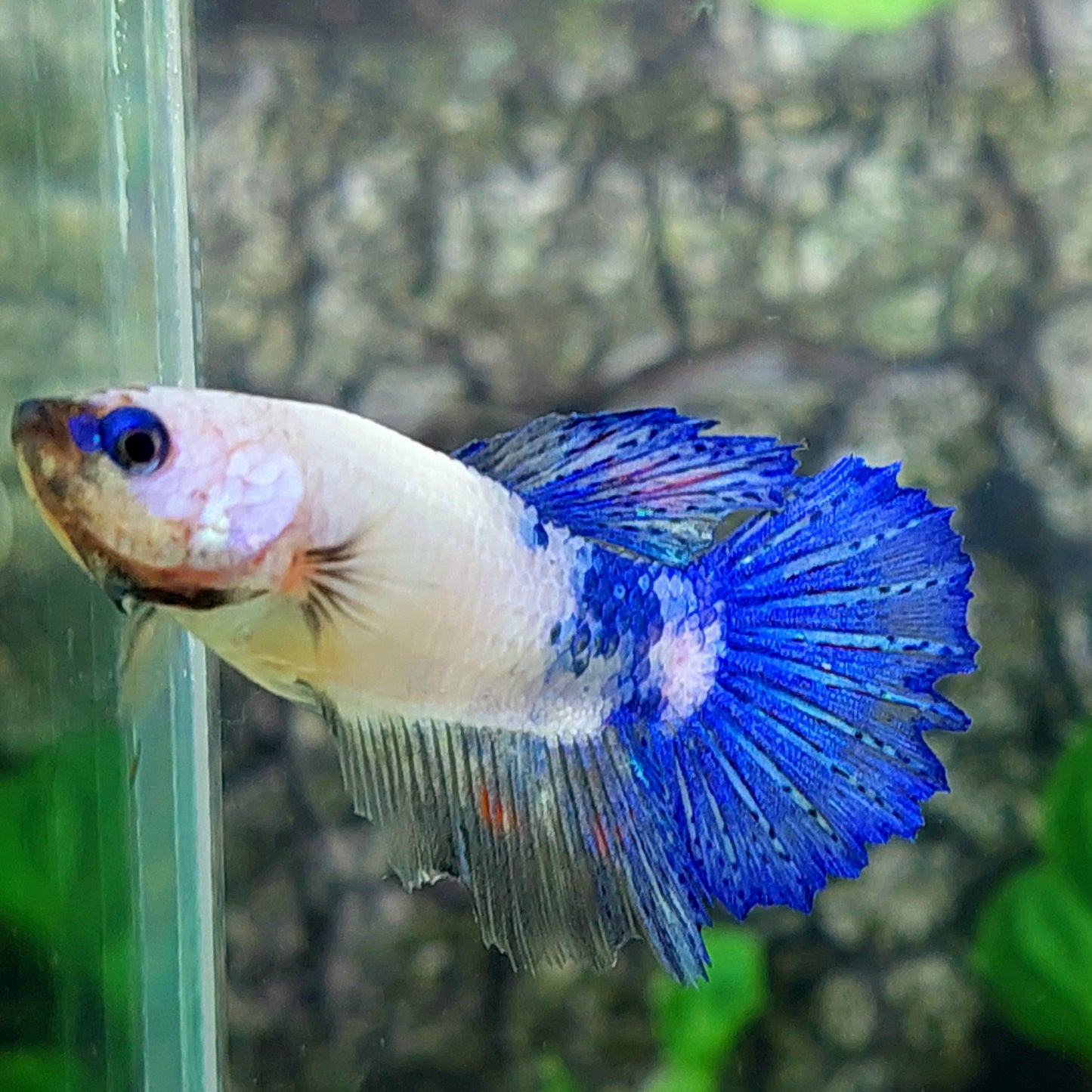 Blue Marble Halfmoon Female For Sorority Tank/Breed