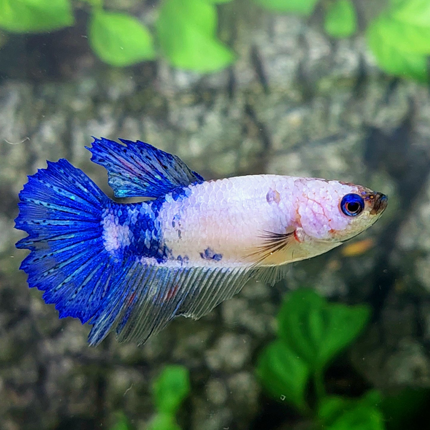 Blue Marble Halfmoon Female For Sorority Tank/Breed