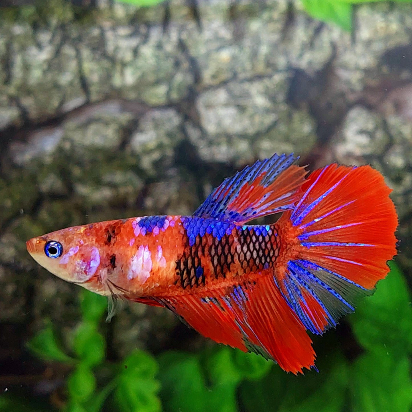 Red Koi Galaxy Halfmoon Female For Sorority Tank/Breed