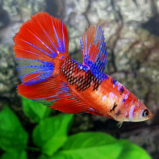 Red Koi Galaxy Halfmoon Female For Sorority Tank/Breed