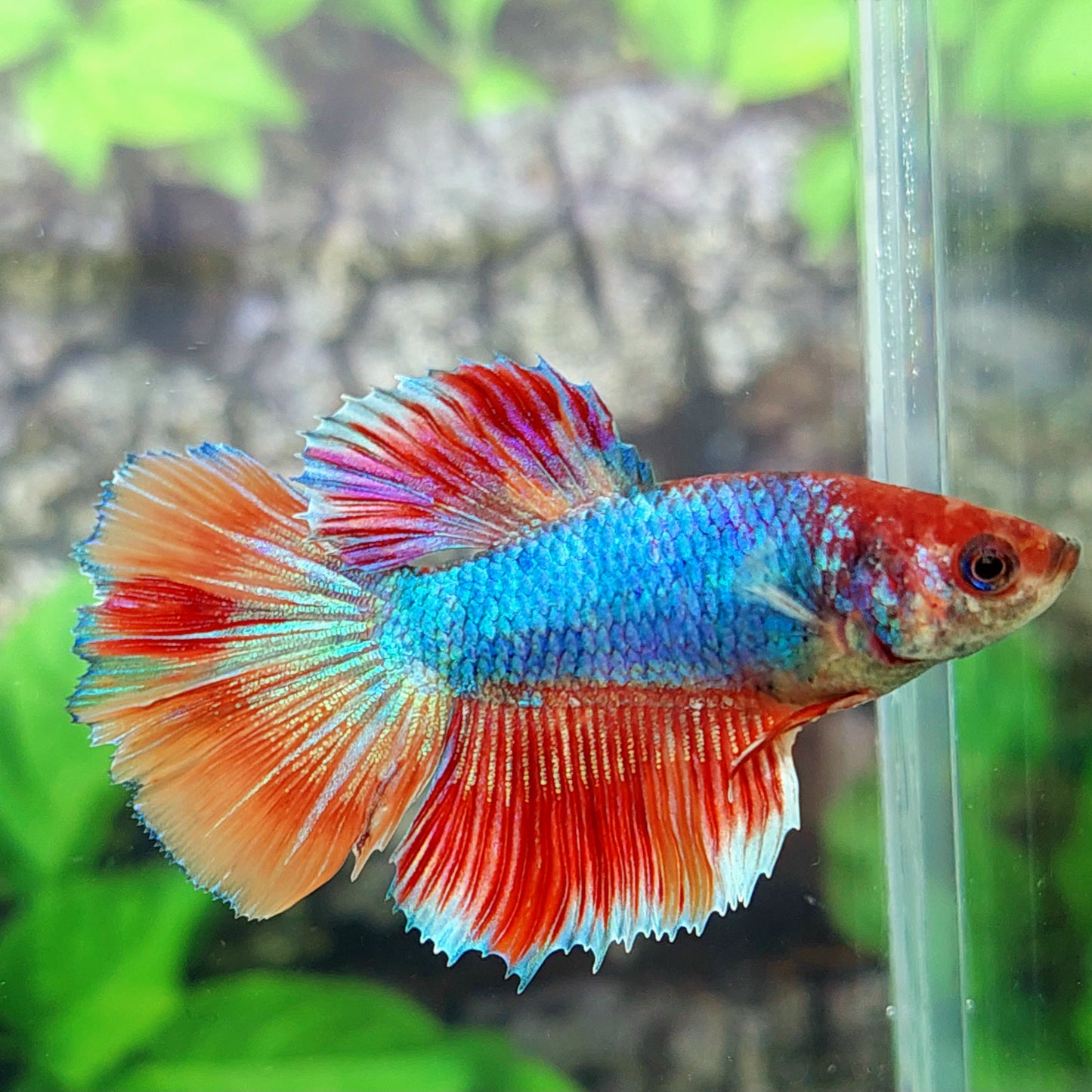 Multicolor Halfmoon Female For Sorority Tank/Breed