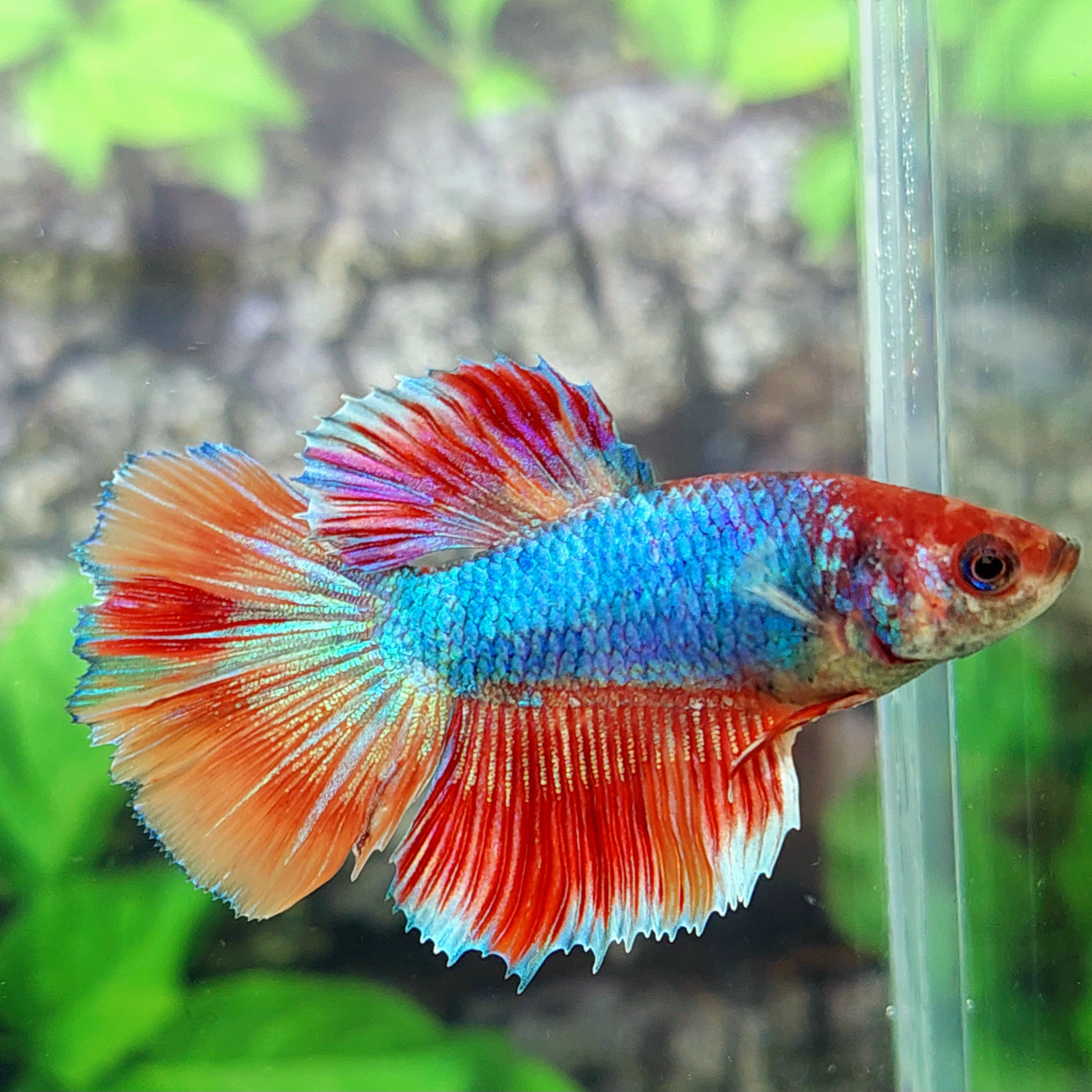 Multicolor Halfmoon Female For Sorority Tank/Breed