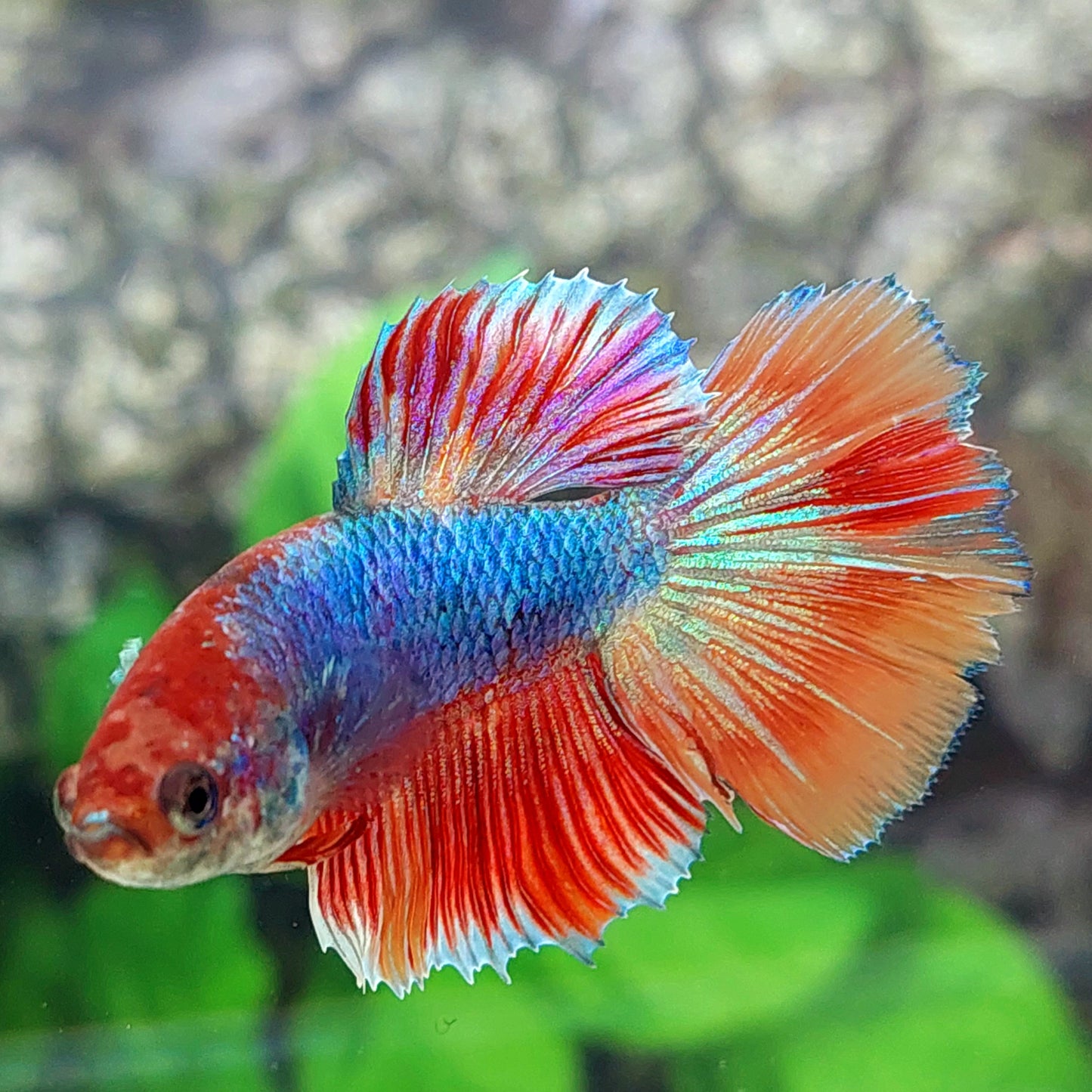 Multicolor Halfmoon Female For Sorority Tank/Breed