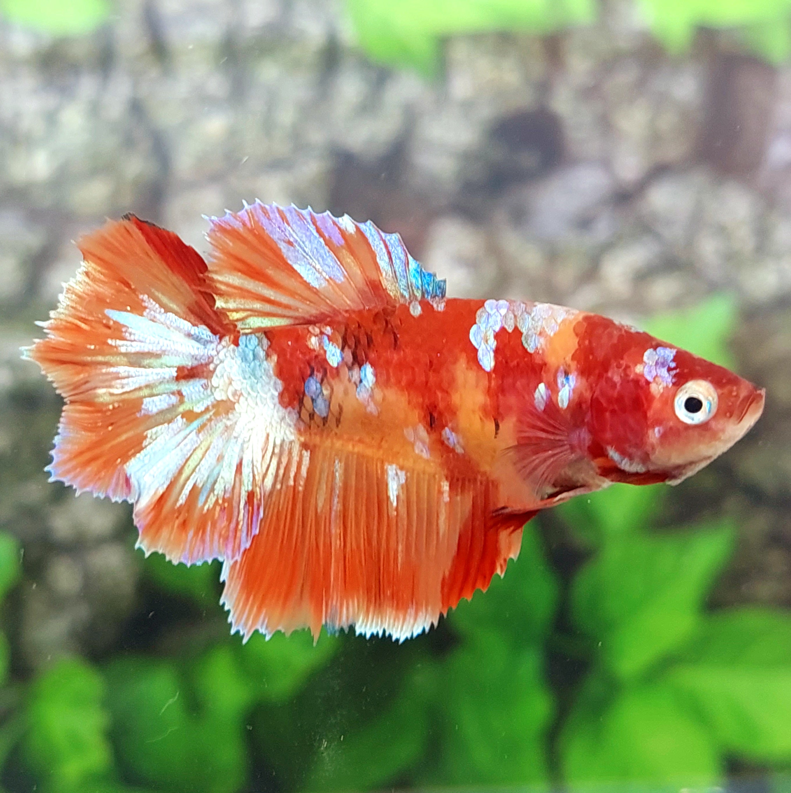 Multicolor Nemo Galaxy Halfmoon Female For Sorority Tank/Breed