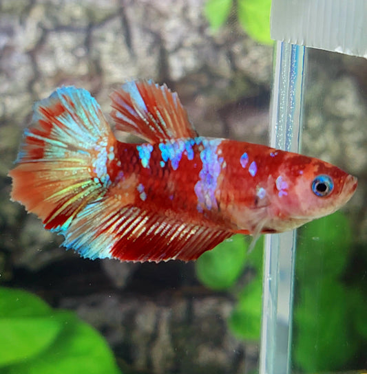 Multicolor Galaxy Halfmoon Female For Sorority Tank/Breed