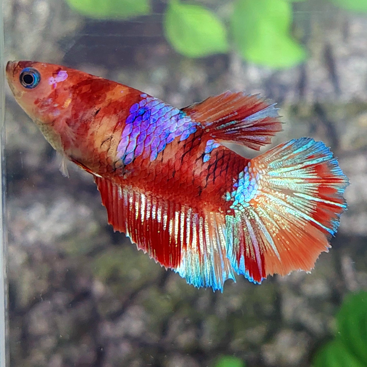 Multicolor Galaxy Halfmoon Female For Sorority Tank/Breed