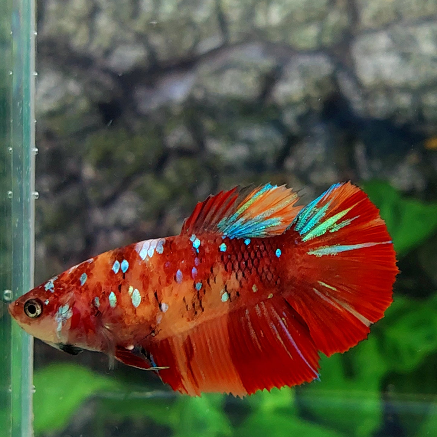 Red Multicolor Galaxy Halfmoon Female For Sorority Tank/Breed