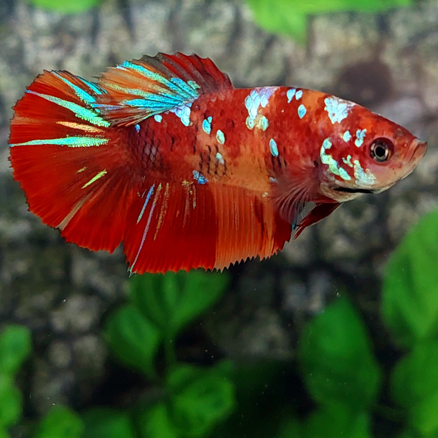 Red Multicolor Galaxy Halfmoon Female For Sorority Tank/Breed