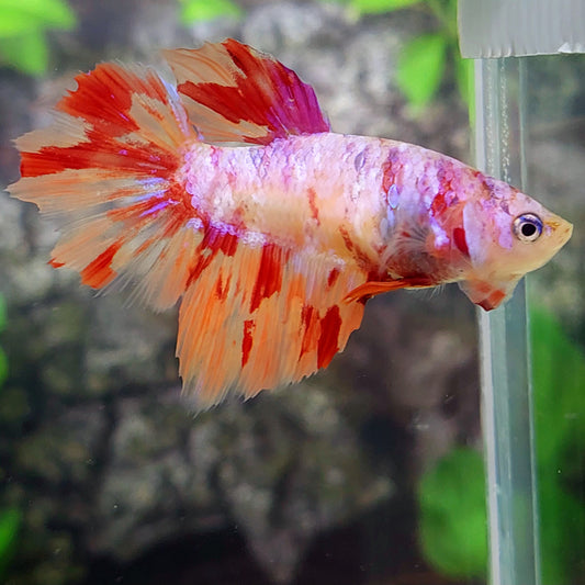 Leopard Pink Purple Galaxy Halfmoon Female For Sorority Tank/Breed