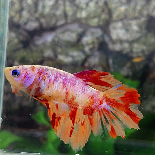 Leopard Pink Purple Galaxy Halfmoon Female For Sorority Tank/Breed