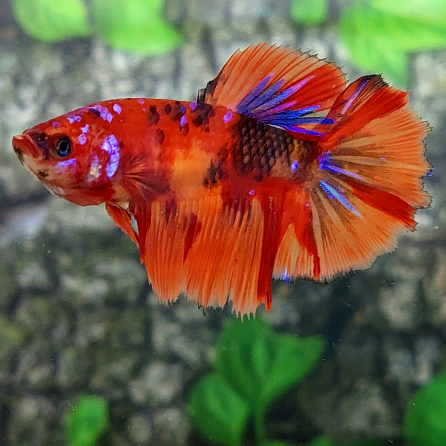 Multicolor Candy Galaxy Halfmoon Female For Sorority Tank/Breed