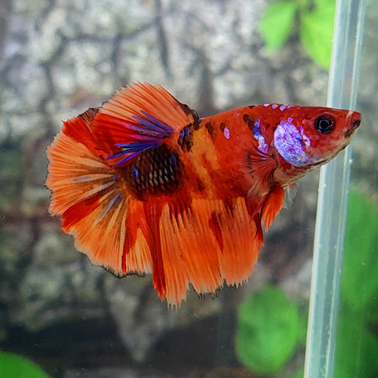 Multicolor Candy Galaxy Halfmoon Female For Sorority Tank/Breed