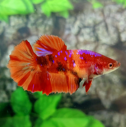 Multicolor Candy Purple Galaxy Halfmoon Female For Sorority Tank/Breed