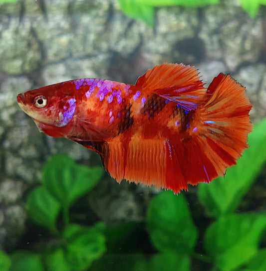 Multicolor Candy Purple Galaxy Halfmoon Female For Sorority Tank/Breed