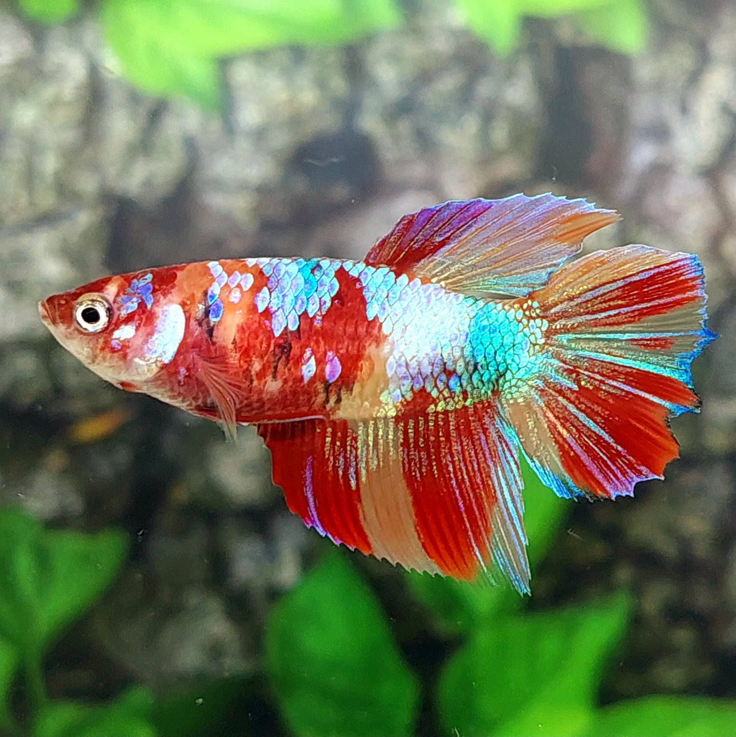 Multicolor Galaxy Halfmoon Female For Sorority Tank/Breed