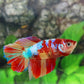 Multicolor Galaxy Halfmoon Female For Sorority Tank/Breed