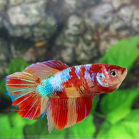 Multicolor Galaxy Halfmoon Female For Sorority Tank/Breed