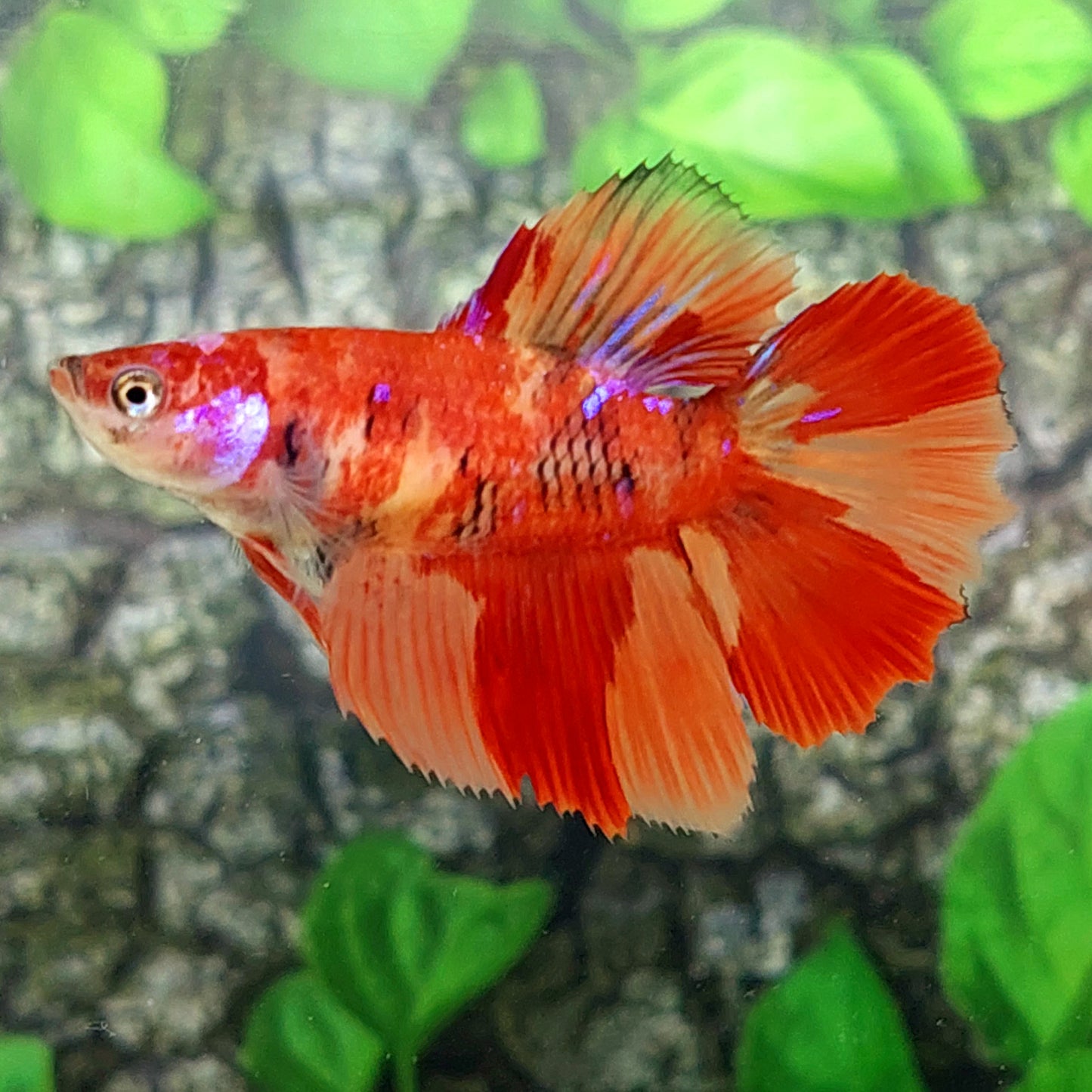 Nemo Galaxy Halfmoon Female For Sorority Tank/Breed