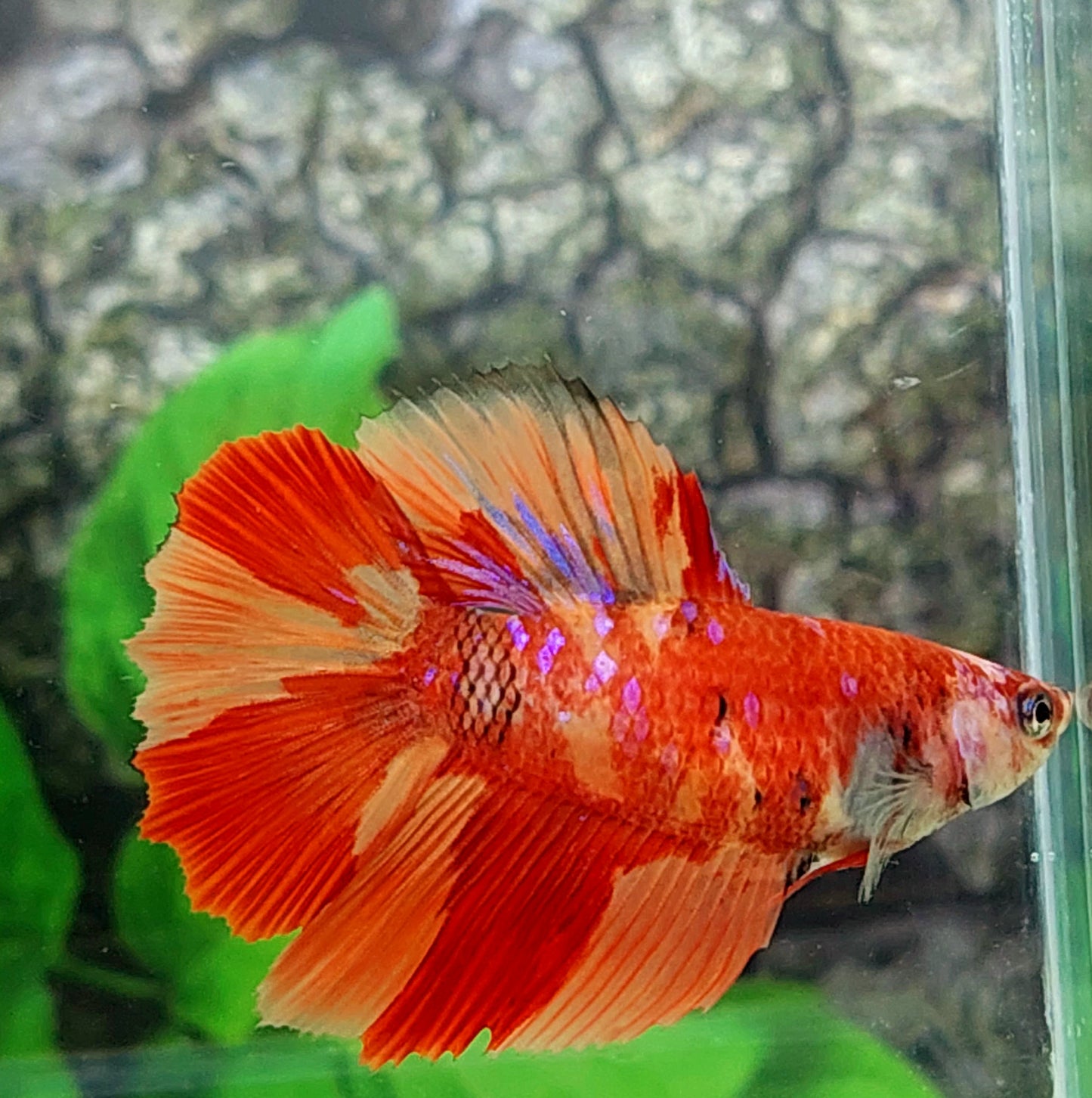 Nemo Galaxy Halfmoon Female For Sorority Tank/Breed