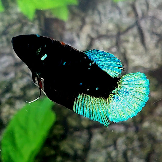 Turquoise Black Light HMPK Female For Sorority Tank/Breed