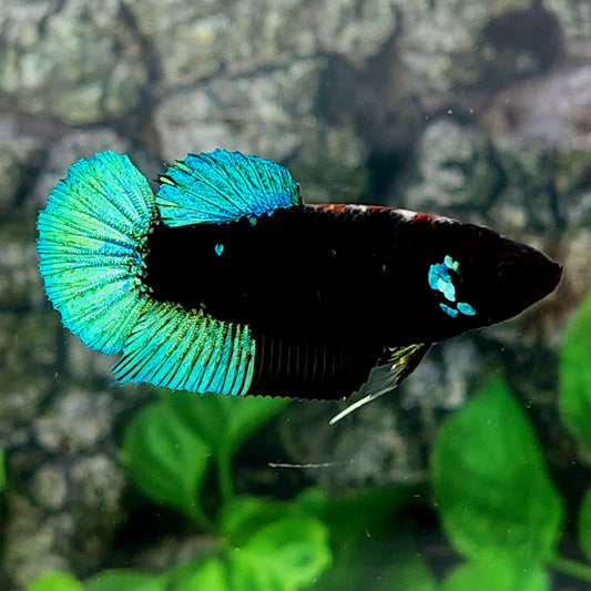 Turquoise Black Light HMPK Female For Sorority Tank/Breed