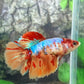 Multicolor Candy Galaxy Halfmoon Female For Sorority Tank/Breed