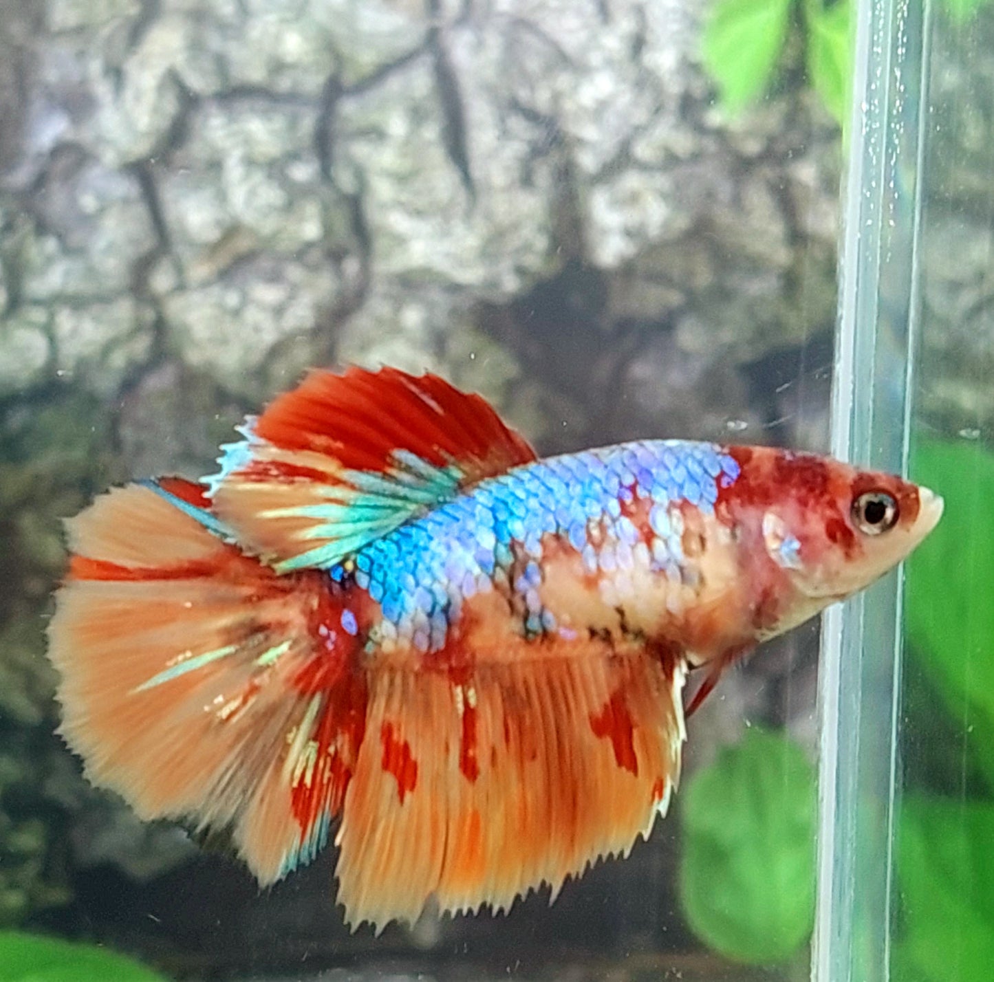 Multicolor Candy Galaxy Halfmoon Female For Sorority Tank/Breed