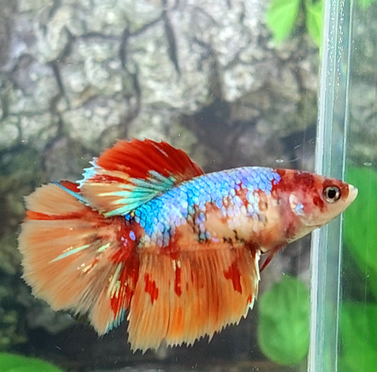 Multicolor Candy Galaxy Halfmoon Female For Sorority Tank/Breed