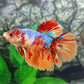 Multicolor Candy Galaxy Halfmoon Female For Sorority Tank/Breed