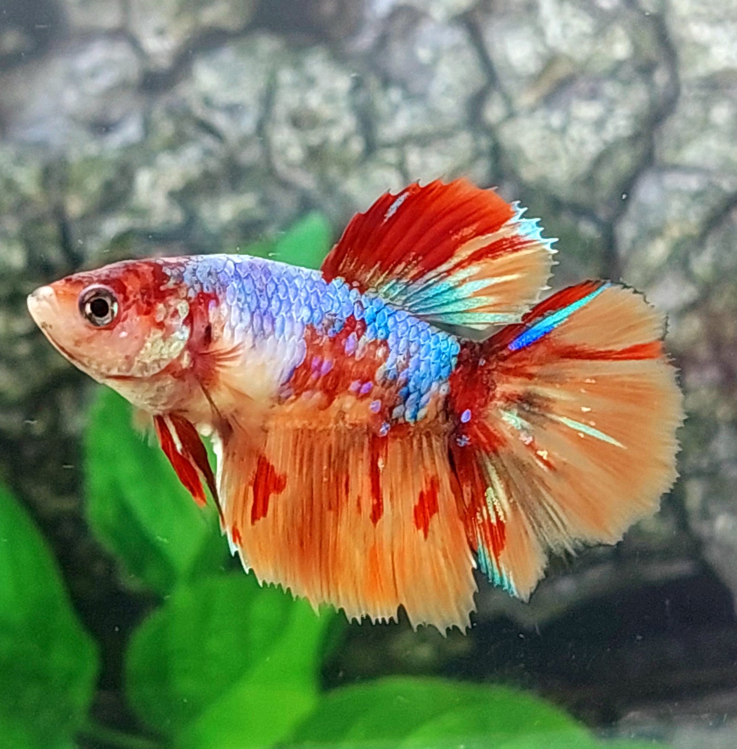 Multicolor Candy Galaxy Halfmoon Female For Sorority Tank/Breed