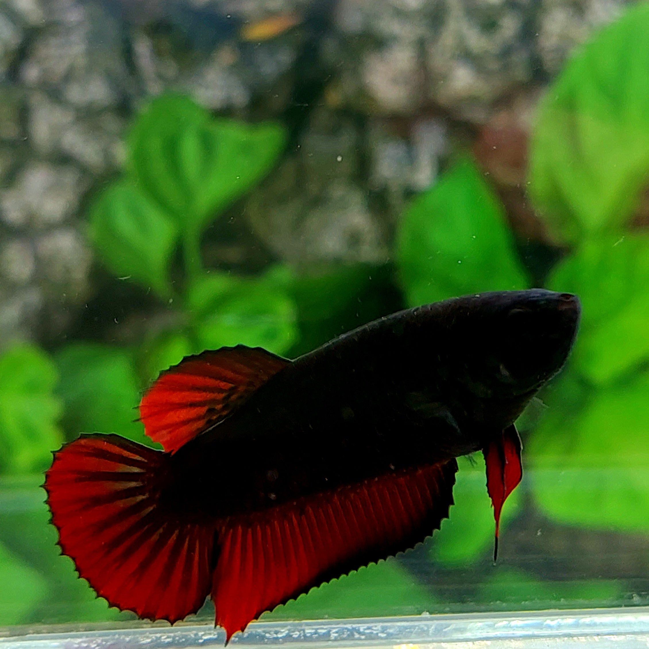 Black Devil HMPK Female For Sorority Tank/Breed