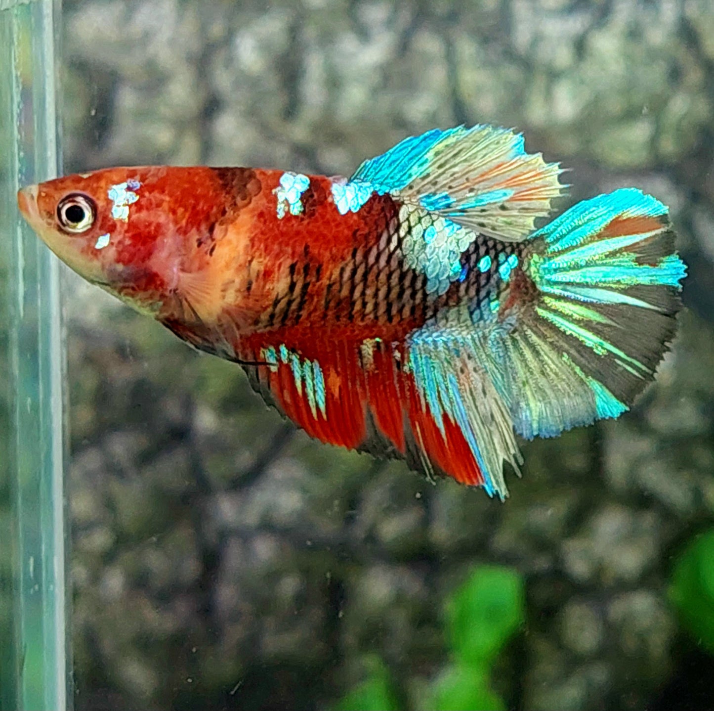 Multicolor Red Koi Galaxy Halfmoon Female For Sorority Tank/Breed