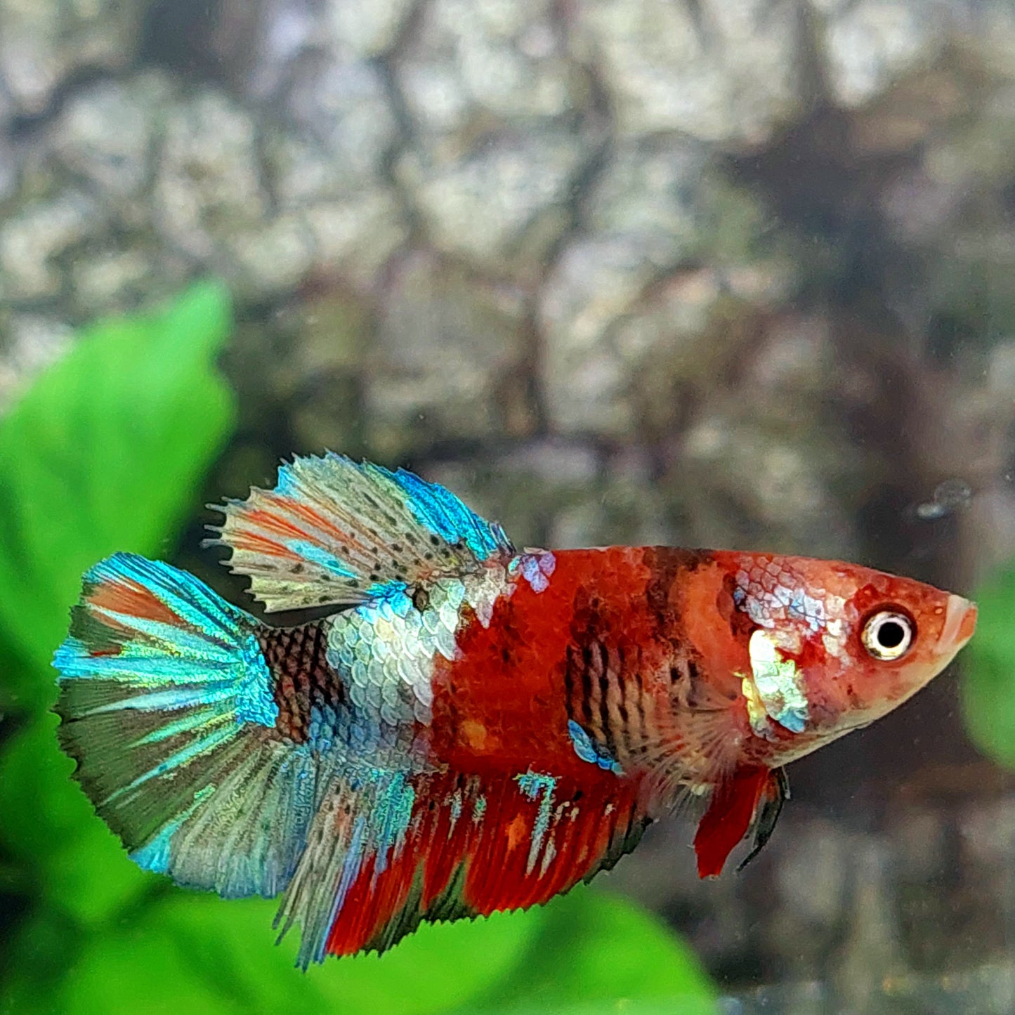 Multicolor Red Koi Galaxy Halfmoon Female For Sorority Tank/Breed