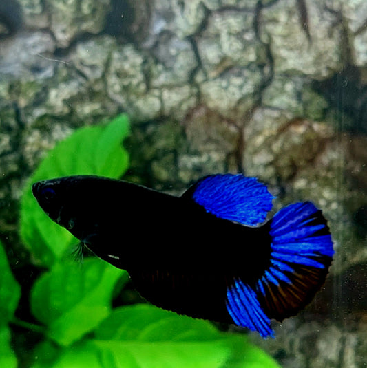 Blue Black Light HMPK Female For Sorority Tank/Breed